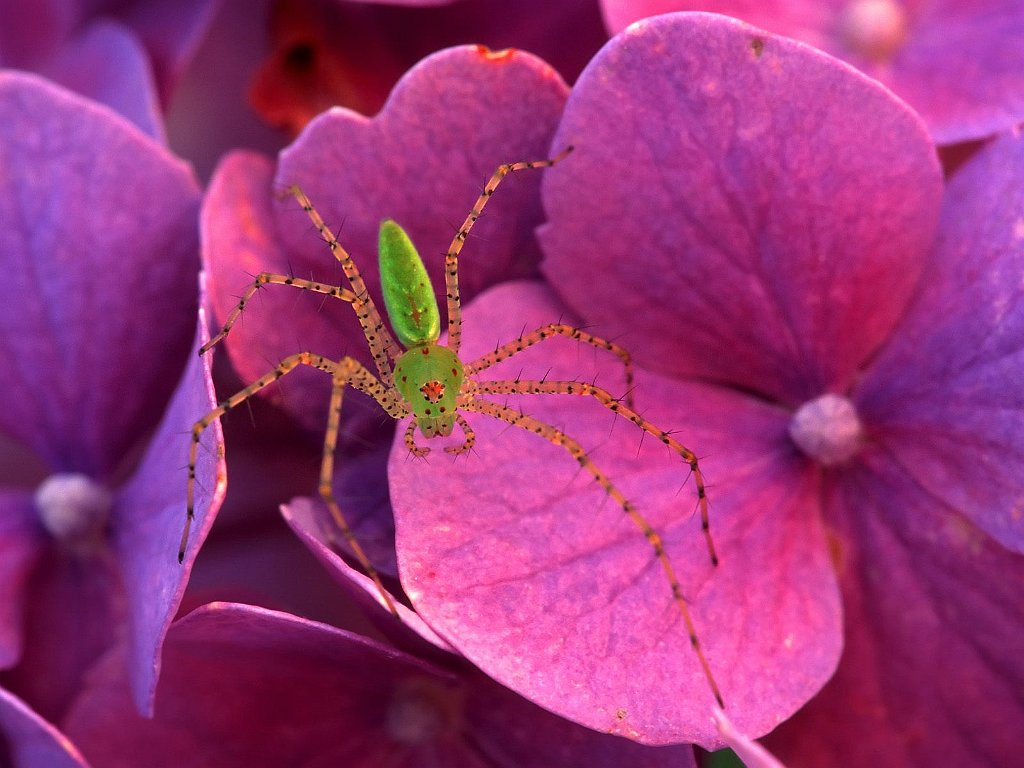 Green Lynx Spider